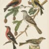 Wilson Pl. 31 American Crossbill; White-winged Crossbill; White-crown'd Bunting; Bay-winged B.