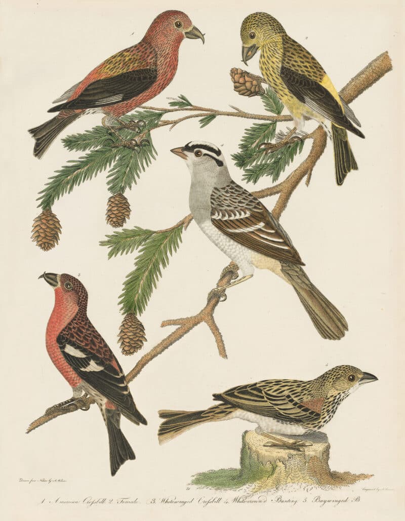 Wilson Pl. 31 American Crossbill; White-winged Crossbill; White-crown'd Bunting; Bay-winged B.