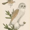 Wilson Pl. 32 Snow Owl; Male Sparrow-Hawk