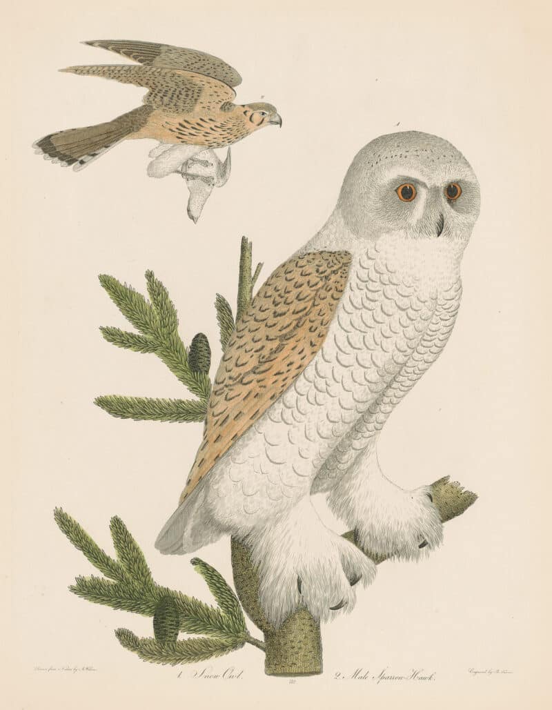 Wilson Pl. 32 Snow Owl; Male Sparrow-Hawk
