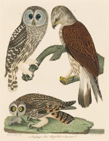 Wilson Pl. 33 Rough-legged Falcon; Barred Owl; Short-eared O.