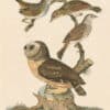 Wilson Pl. 34 Little Owl; Sea-side Finch; Sharp-tailed F.; Savannah F.