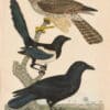 Wilson Pl. 35 Winter Falcon; Magpie; Crow