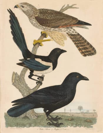 Wilson Pl. 35 Winter Falcon; Magpie; Crow