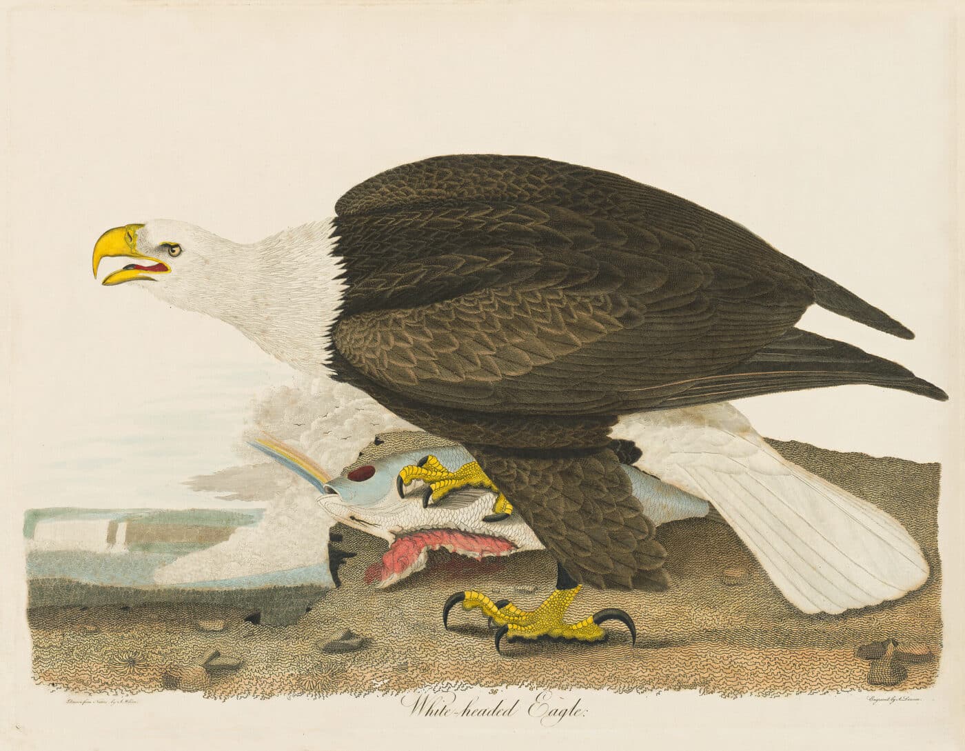 Wilson Pl. 36 White-headed Eagle