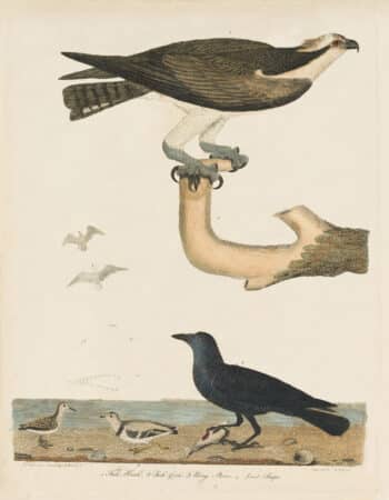 Wilson Pl. 37 Fish-Hawk; Fish-Crow; Ring Plover; Least Snipe
