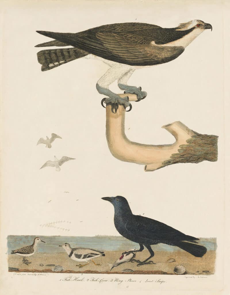 Wilson Pl. 37 Fish-Hawk; Fish-Crow; Ring Plover; Least Snipe