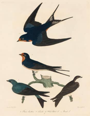 Wilson Pl. 38 Barn Swallow; White-bellied S.; Bank S.