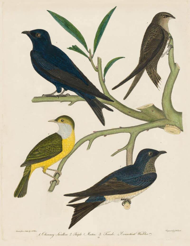 Wilson Pl. 39 Chimney Swallow; Purple Martin; Connecticut Warbler