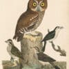 Wilson Pl. 42 Red Owl; Warbling Flycatcher; Purple Finch; Brown Lark