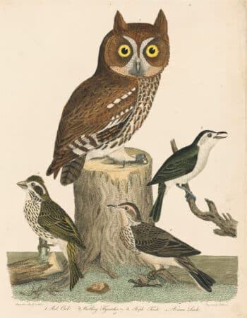 Wilson Pl. 42 Red Owl; Warbling Flycatcher; Purple Finch; Brown Lark