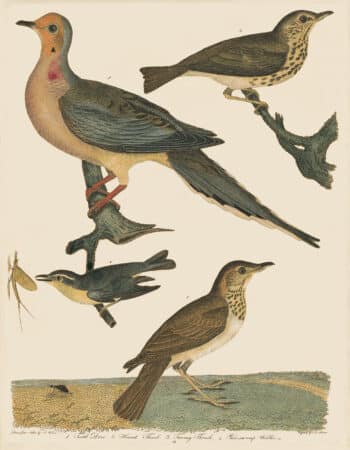 Wilson Pl. 43 Turtle Dove; Hermit Thrush; Tawney Thrush; Pine-swamp Warbler
