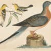Wilson Pl. 44 Passenger Pigeon; Blue-mountain Warbler, Hemlock W.