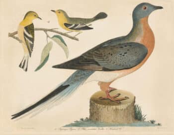 Wilson Pl. 44 Passenger Pigeon; Blue-mountain Warbler, Hemlock W.