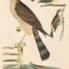 Wilson Pl. 45 Sharp-shinned Hawk; Redstart, Yellow-rump
