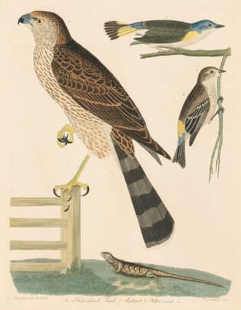 Wilson Pl. 45 Sharp-shinned Hawk; Redstart, Yellow-rump
