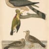 Wilson Pl. 46 Slate-coloured Hawk; Ground Dove