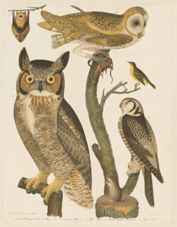 Wilson Pl. 50 Great Horned Owl; Barn O.; Meadow Mouse; Red Bat; Small-headed Flycatcher; Hawk Owl