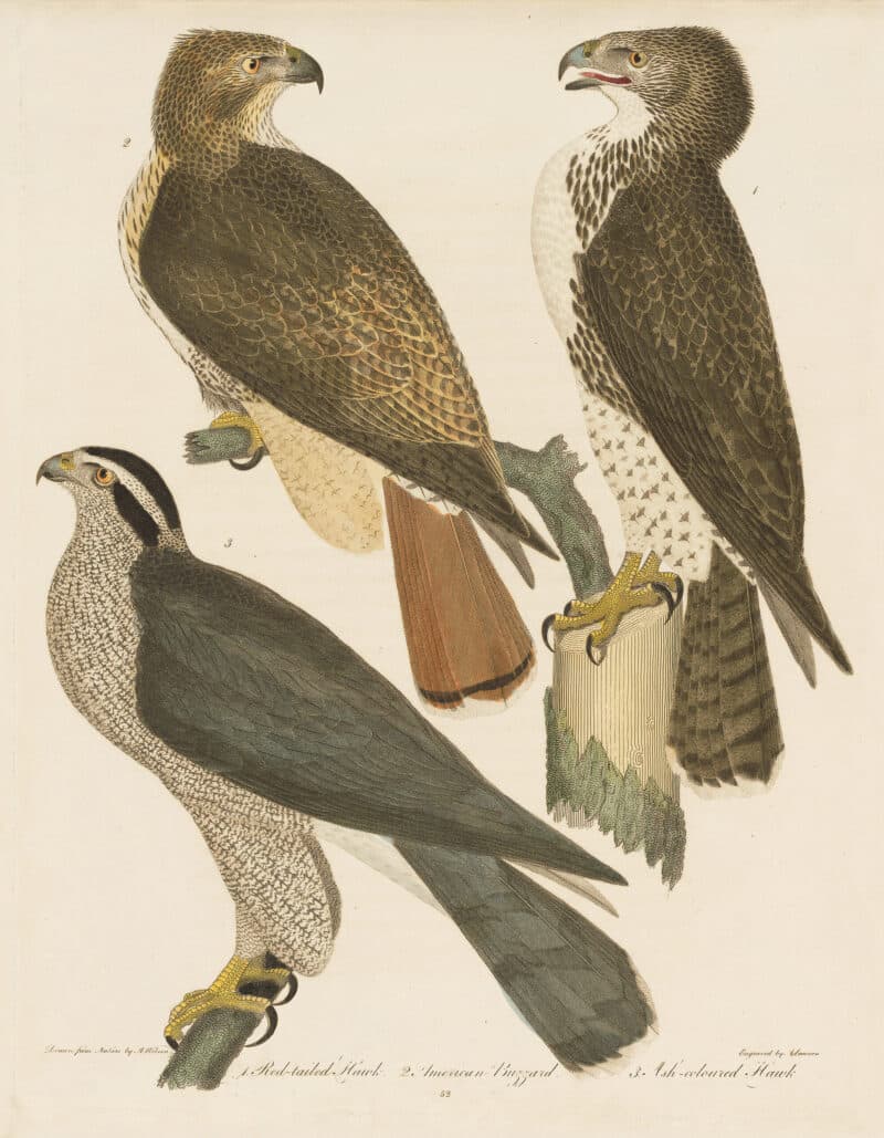 Wilson Pl. 52 Red-tailed Hawk; American Buzzard; Ash-coloured Hawk