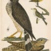Wilson Pl. 54 Broad-winged Hawk; Chuck-wills-widow; Cape-May Warbler, Female Black-cap W.