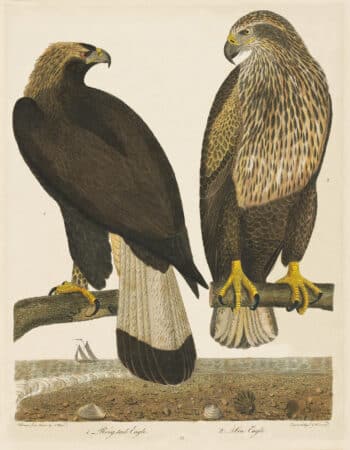 Wilson Pl. 55 Ring-tail Eagle; Sea Eagle