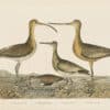 Wilson Pl. 56 Esquimaux Curlew; Red backed Snipe; Semipalmated S.; Marbled Godwit