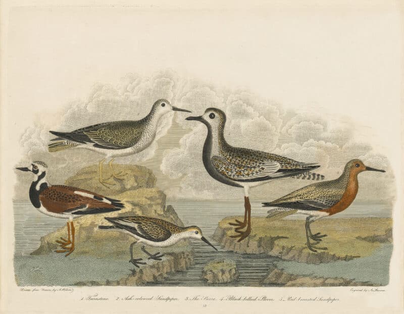 Wilson Pl. 57 Turnstone; Ash-coloured Sandpiper; The Purre; Black-bellied Plover; Red-breasted Sandpiper