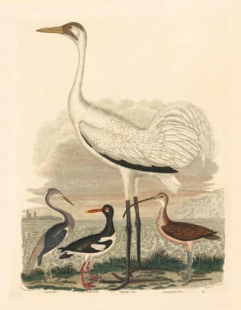 Wilson Pl. 64 Louisiana Heron; Pied Oyster-catcher; Hooping Crane; Long billed Curlew