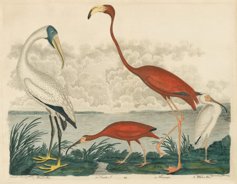 Wilson Pl. 66 Wood Ibis; Scarlet I.; Flamingo, White Ibis