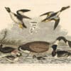 Wilson Pl. 67 Black or Surf Duck; Buffle-headed D.; Canada Goose; Tufted Duck; Golden eye; Shoveller