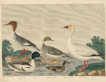 Wilson Pl. 68 Goosander; Pin-tail Duck; Blue wing Teal; Snow Goose