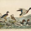 Wilson Pl. 70 Long-tailed Duck; Summer Duck; Green-winged Teal; Canvas-back D.; Red-headed D.; Mallard