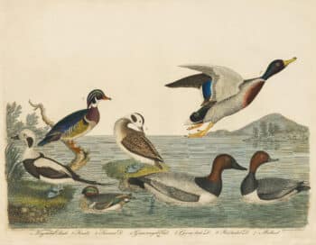 Wilson Pl. 70 Long-tailed Duck; Summer Duck; Green-winged Teal; Canvas-back D.; Red-headed D.; Mallard