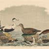 Wilson Pl. 71 Gadwal Duck; Eider D.; Smew; Ruddy D.