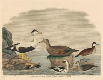 Wilson Pl. 71 Gadwal Duck; Eider D.; Smew; Ruddy D.