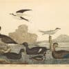 Wilson Pl. 72 Brant; Scoter Duck; Velvet D.; Harlequin D.; Dusky D.; Marsh Tern; Sooty T.