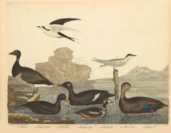 Wilson Pl. 72 Brant; Scoter Duck; Velvet D.; Harlequin D.; Dusky D.; Marsh Tern; Sooty T.