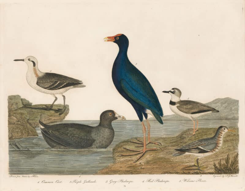 Wilson Pl. 73 Common Coot; Purple Gallinule; Gray Phalarope; Red Phalarope; Wilson's Plover