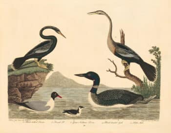 Wilson Pl. 74 Black-bellied Darter; Female D.; Great Northern Diver; Black-headed Gull; Little Auk