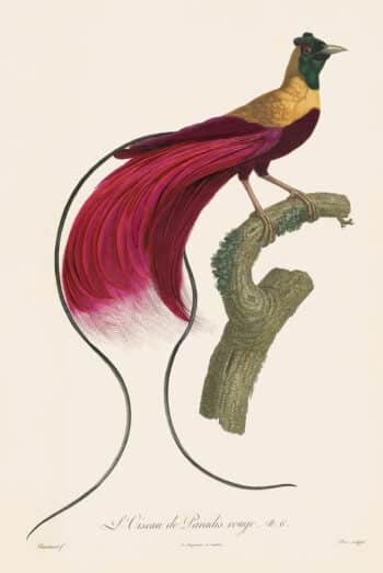 Barraband Pl. 6, L' Oiseau de Paradis rouge