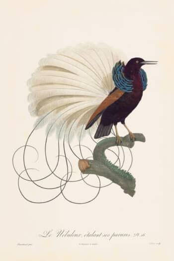 Histoire Naturelle des Perroquets – Oppenheimer Field Museum Edition