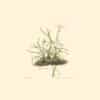 Bury Pl. 25, White Tuberous Amaryllis