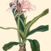 Bury Pl. 30, Ceylon Swamp Lily