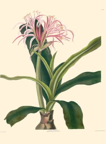 Bury Pl. 30, Ceylon Swamp Lily