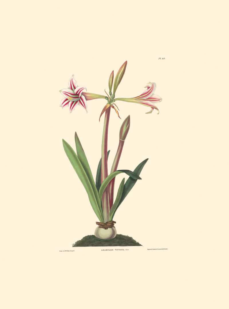 Bury Pl. 40, Small Variegated Lily