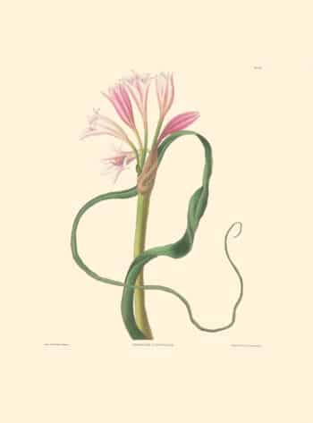 Bury Pl. 42, Long-flowered Amaryllis