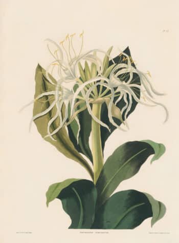 Bury Pl. 47, Pancratium Speciosum