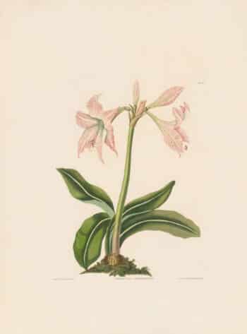 Bury Pl. 48, Amaryllis Striataefolia