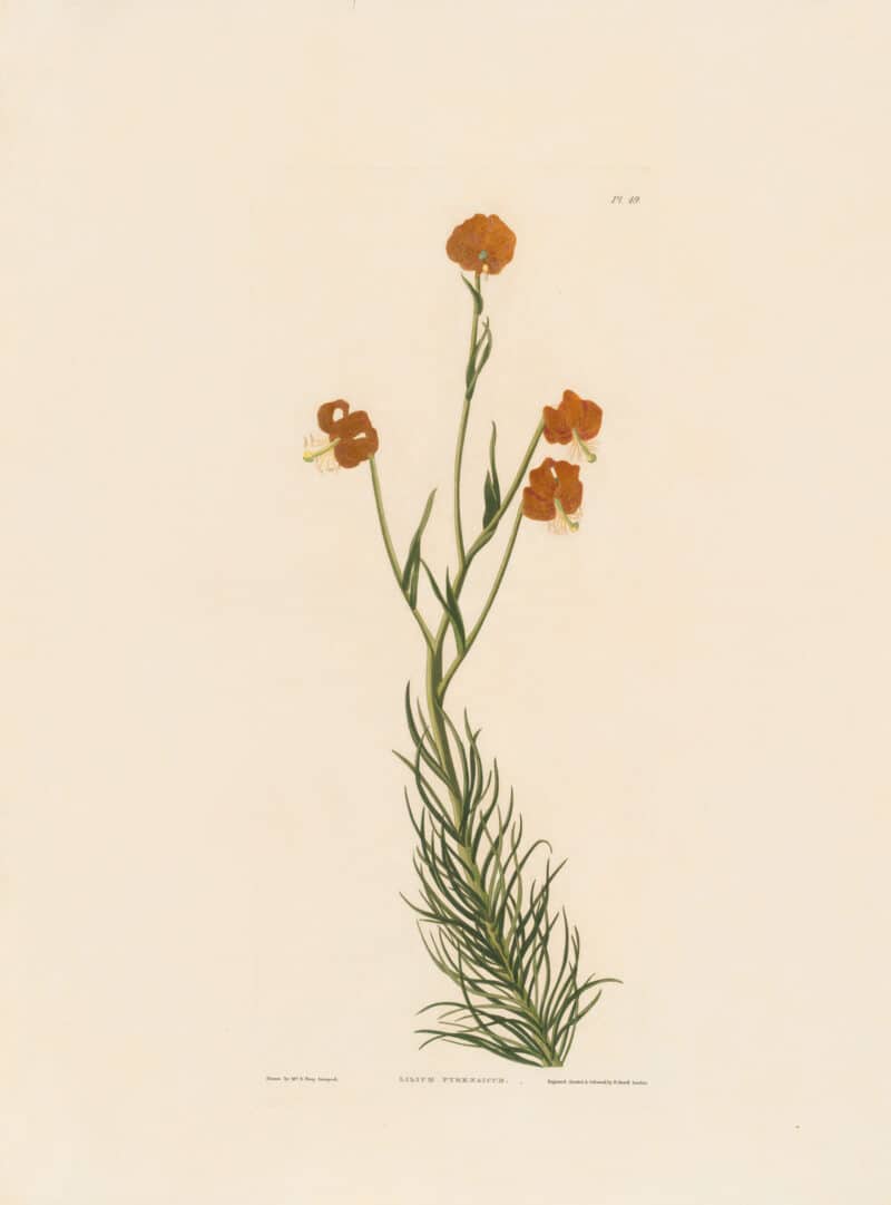 Bury Pl. 49, Lilium Pyrenaicum