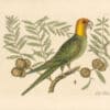 Catesby Pl. 11, The Parrot of Carolina